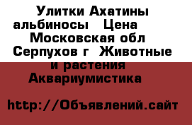 Улитки Ахатины альбиносы › Цена ­ 60 - Московская обл., Серпухов г. Животные и растения » Аквариумистика   